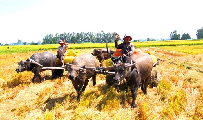 Tiêu thụ sôi động, gạo thơm tăng giá vùn vụt