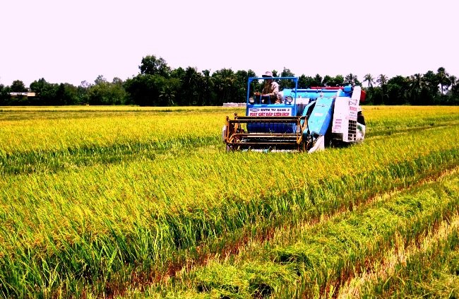 Muốn sản xuất phải nắm được nhu cầu thị trường cần cái gì. Trong ảnh là nông dân ĐBSCL đang thu hoạch lúa bằng máy gặt đập liên hợp. Ảnh: Trung Chánh