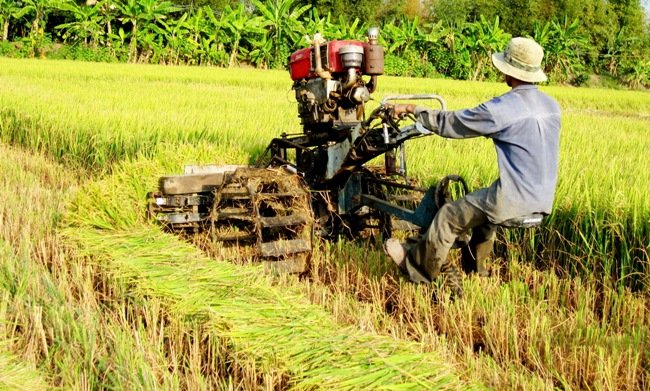 Nhiều loại nông sản đang gặp khó khăn trong tiêu thụ, giá giảm mạnh. Trong ảnh là nông dân thu hoạch lúa trong một mô hình cánh đồng lớn ở Đồng bằng sông Cửu Long. Ảnh: Trung Chánh.