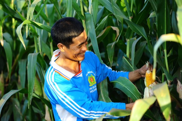 Một nông dân ở Đồng Nai thăm một ruộng bắp GMO. Ảnh: NH