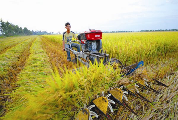 Đất đai đang là một cản trở lớn nhất của doanh nghiệp đầu tư vào nông nghiệp. Ảnh: LÊ HOÀNG VŨ