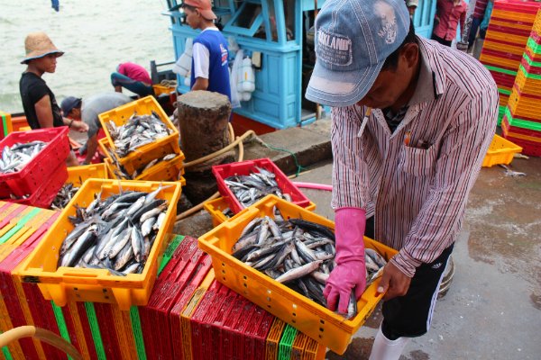 Ngư dân được hỗ trợ 70% giá trị khi có hải sản bị tiêu hủy