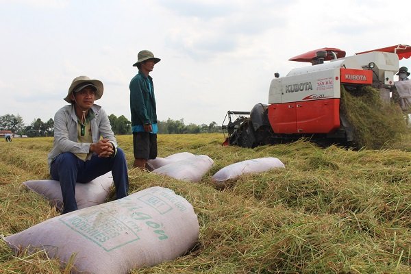 Nông dân đang thu hoạch lúa. Ảnh: Trung Chánh.