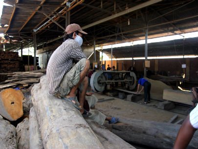 Gỗ chuẩn bị được đưa vào cưa xẻ, xử lý ở một nhà máy chế biến gỗ ở tỉnh Bình Dương. Ảnh: Phạm Thái