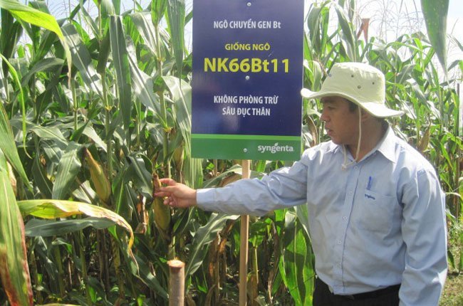 Trong ảnh là ruộng bắp biến đổi gen được trồng khảo nghiệm trên diện hẹp tại Bà Rịa- Vũng Tàu vào năm 2011 - Ảnh: Trung Chánh.