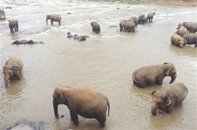 Sri Lanka: an ninh bắn người biểu tình đòi nước sạch
