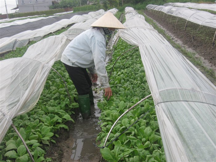 Hà Nội: trồng rau thiệt hại nặng