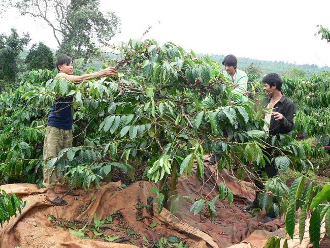Doanh nghiệp cà phê báo cáo nợ xấu trước 15-8