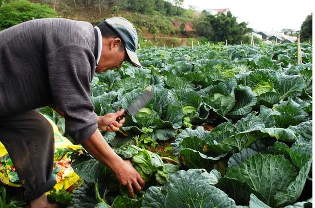 Trồng rau quả đủ tiêu chuẩn xuất khẩu vào EU