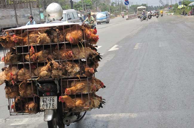 TPHCM: điểm kinh doanh gia cầm sống trái phép lại tăng