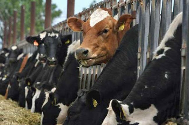 Thịt bò Úc gây áp lực với thị bò trong nước