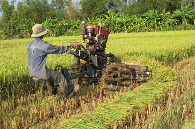 Nông dân lại nói làm lúa vụ 3 hại nhiều hơn lợi