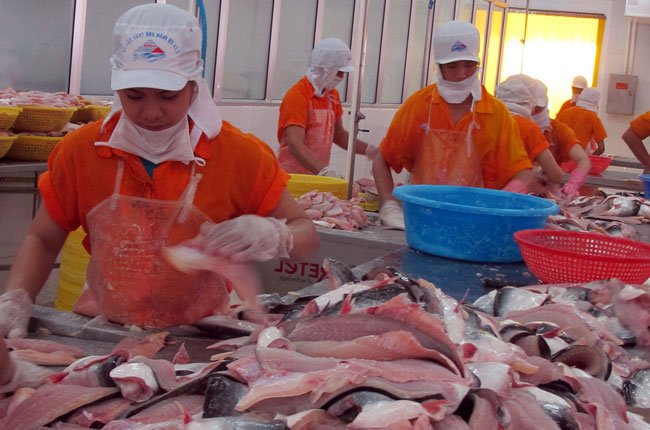 Cuối năm cá tra tăng giá, nông dân bắt đầu có lãi