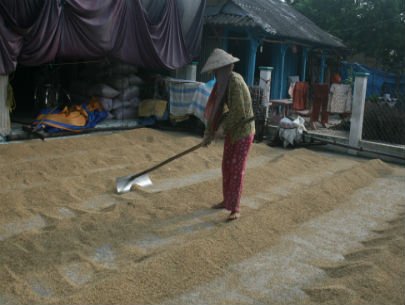 Trung Quốc nhập hơn 30% gạo Việt Nam