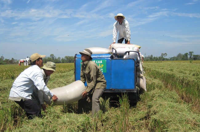 Lúa gạo cuối năm: Giá tăng mạnh, nông dân không được lợi