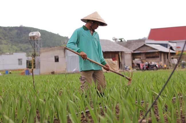 Tết này không lo thiếu hoa lay-ơn