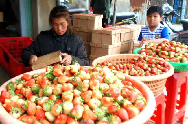 Dâu tây rớt giá thê thảm vì dâu tây Trung Quốc