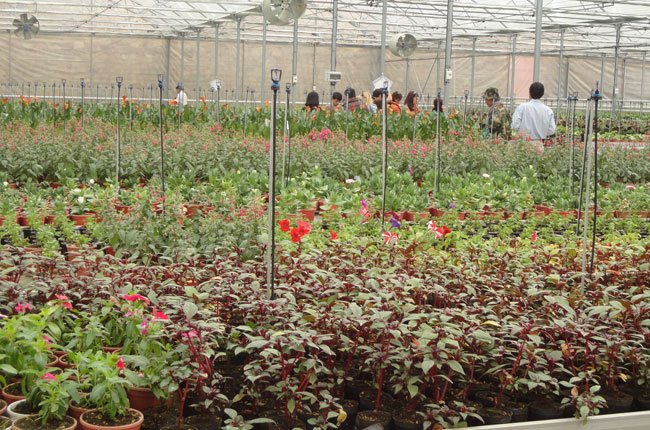 Gần 100 cơ sở trồng hoa, rau ở Đà Lạt đã có thương hiệu