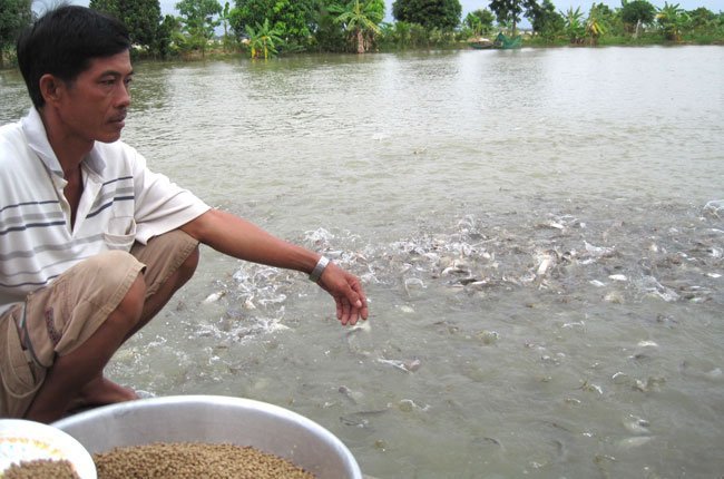 Chuyên gia: Nông dân và các nhà sản xuất đều gặp khó