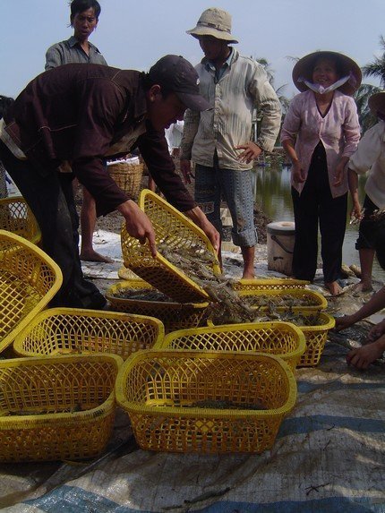 Tôm “bơm rau câu” đe dọa xuất khẩu tôm Tôm “bơm rau câu” đe dọa xuất khẩu tôm