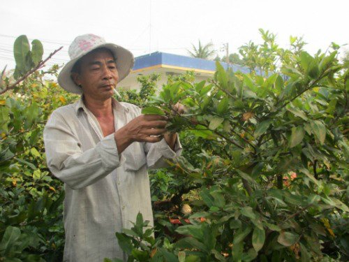 Hoa mai chưng Tết: thuê nhiều hơn mua