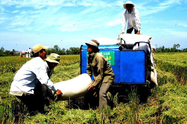 Giá lúa, gạo giảm trước tết