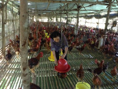 Các trang trại gà lo chống cúm A/H5N1