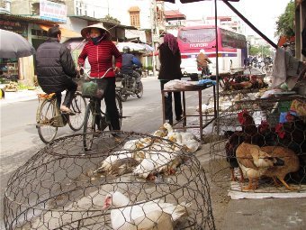 Hà Nội: Ngành chăn nuôi gia cầm điêu đứng vì dịch