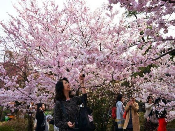 Đổ xô sang Nhật ngắm hoa anh đào