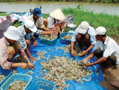 Nông dân dẫn nước mặn vào đồng ruộng để nuôi tôm thẻ chân trắng