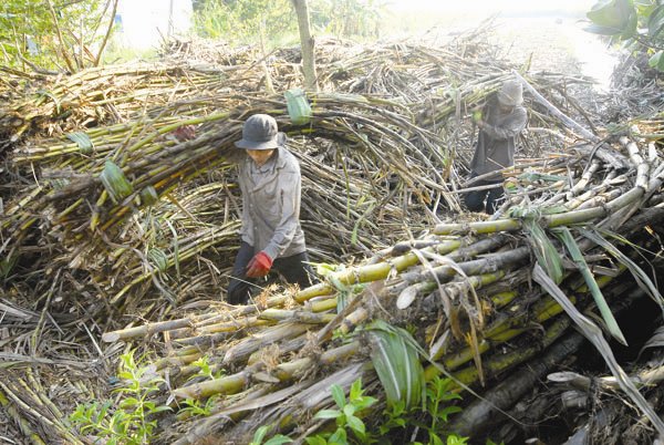 Sở hữu chéo không chỉ ở ngân hàng