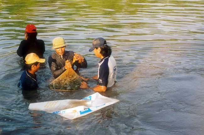 Nhà máy chế biến tôm phải có vùng nguyên liệu