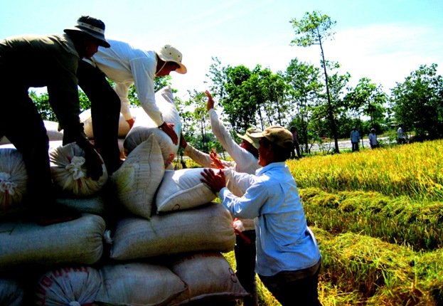 Giá lúa gạo quay đầu giảm
