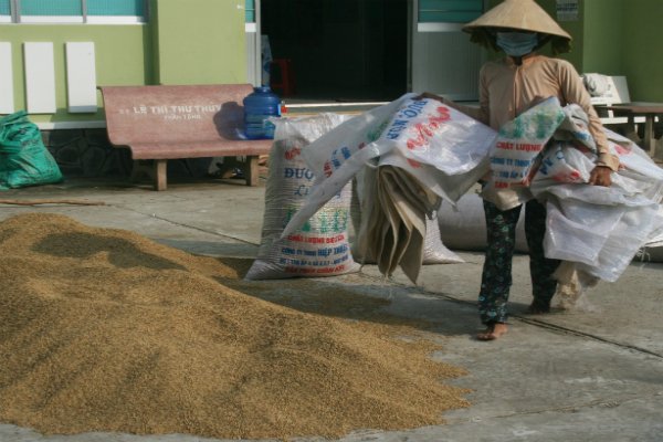 37 doanh nghiệp có thể sẽ không được xuất khẩu gạo