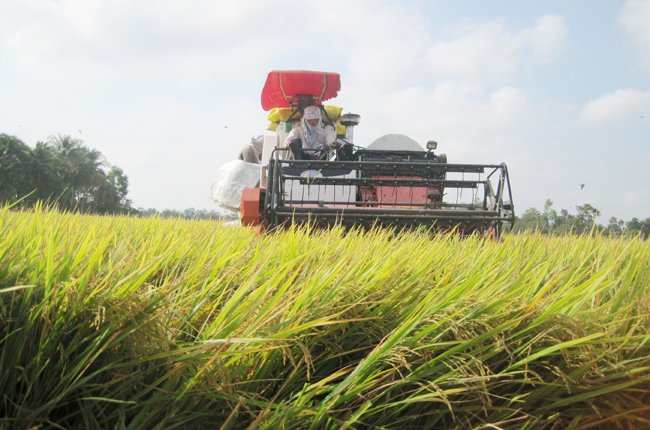 Đấu thầu bán gạo cho Philippines: cả VN và Thái Lan đều bỏ giá cao