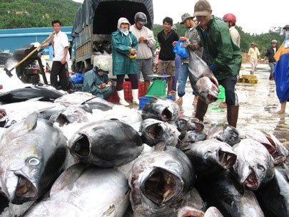 Ngư dân bỏ cá ngừ đại dương, chọn cá chuồn