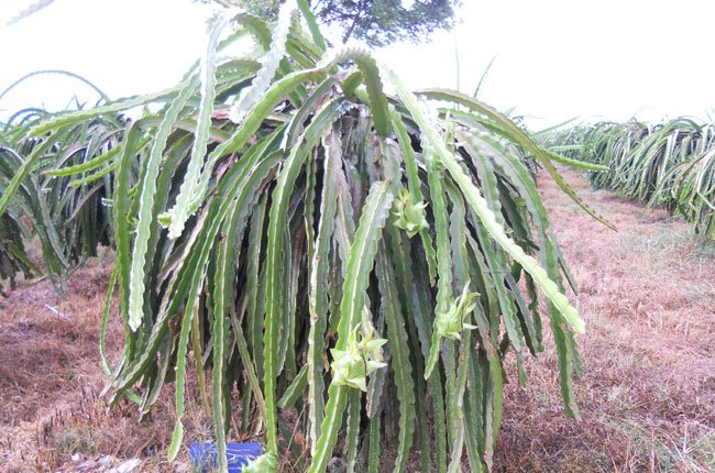 PVFCCo cung cấp 350.000 tấn phân đạm cho vụ hè thu
