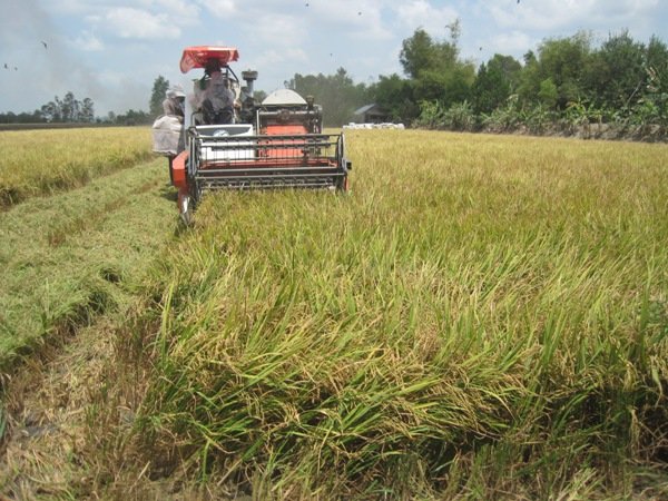 Giá gạo Thái Lan, Ấn Độ phục hồi, Việt Nam vẫn giảm