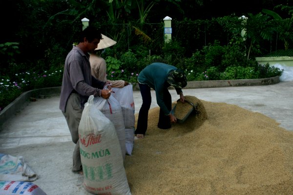 Jasmine sẽ là thương hiệu gạo Việt Nam