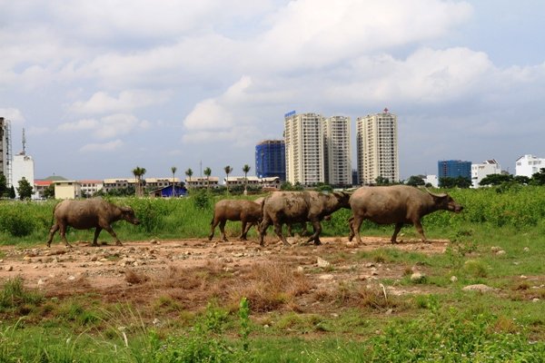 Nhiều quan điểm về đặc khu kinh tế ở TPHCM