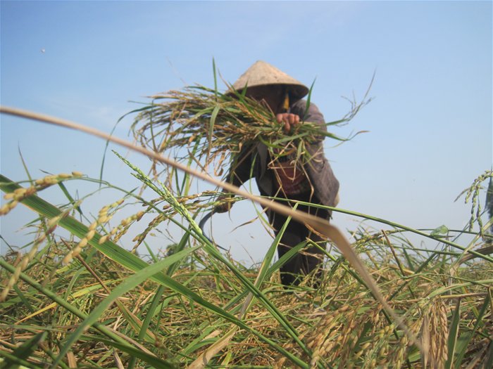 “Trắng tay” với cây lúa mùa nổi “Trắng tay” với cây lúa mùa nổi