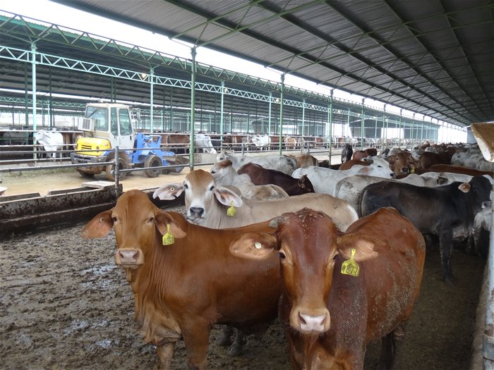 Chăn nuôi bò: cơ hội hay thách thức