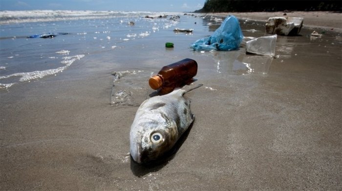 Đại dương vào năm 2050: Rác nhựa sẽ nhiều hơn cá