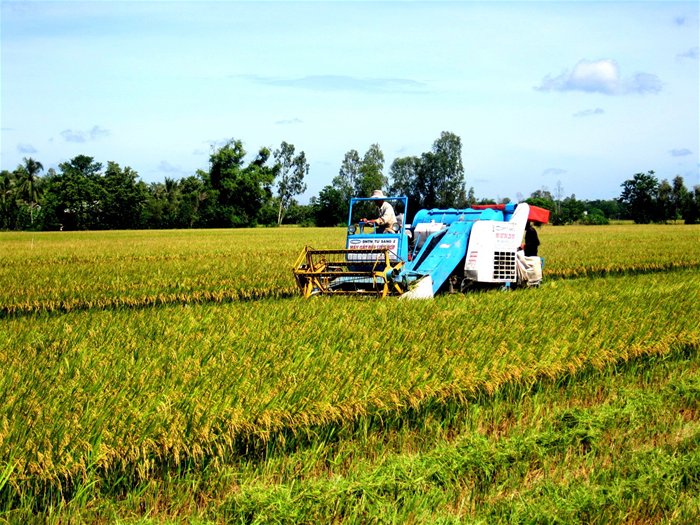 Lộc Trời triển khai bộ tiêu chuẩn lúa gạo bền vững SRP