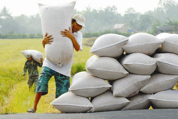 Malaysia, Mexico sẽ là thị trường nhập khẩu gạo tiềm năng