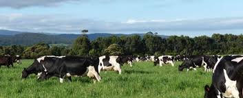 Cơ hội tham quan ngành nông nghiệp New Zealand