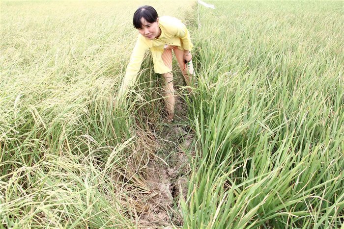 Hạn, mặn ở ĐBSCL: Có nên trông chờ vào thuỷ điện TQ?