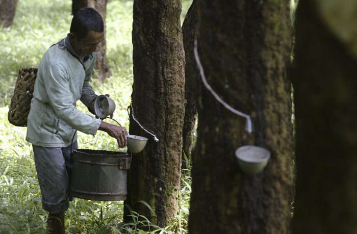 Chính phủ Indonesia mua 500.000 tấn cao su để hỗ trợ giá