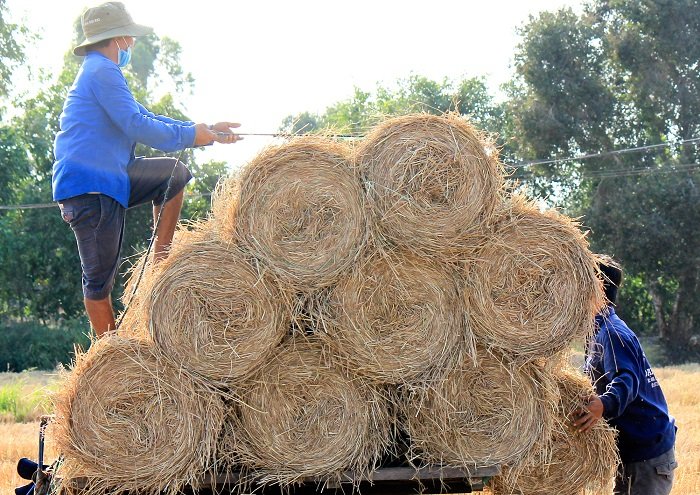 Xuất khẩu rơm