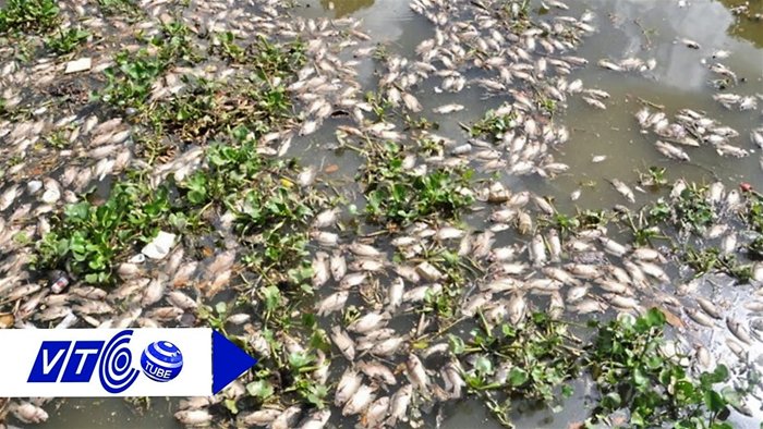 Vụ cá chết hàng loạt: loại trừ nguyên nhân dịch bệnh